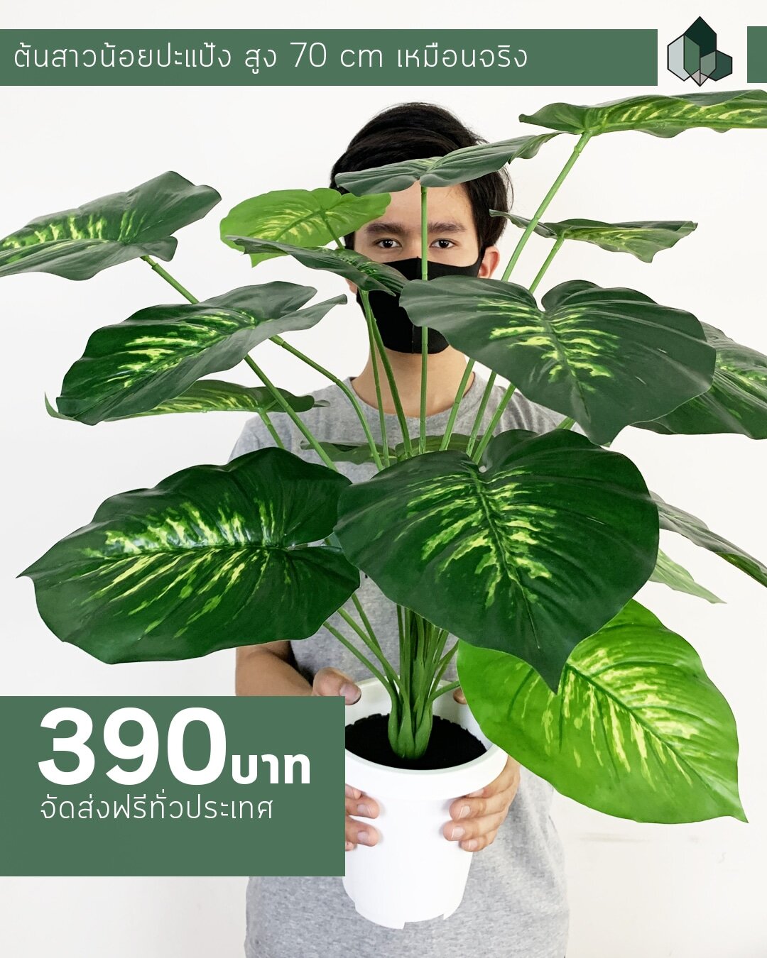 ต้นสาวน้อยปะแป้งปลอม สูง 70 CM