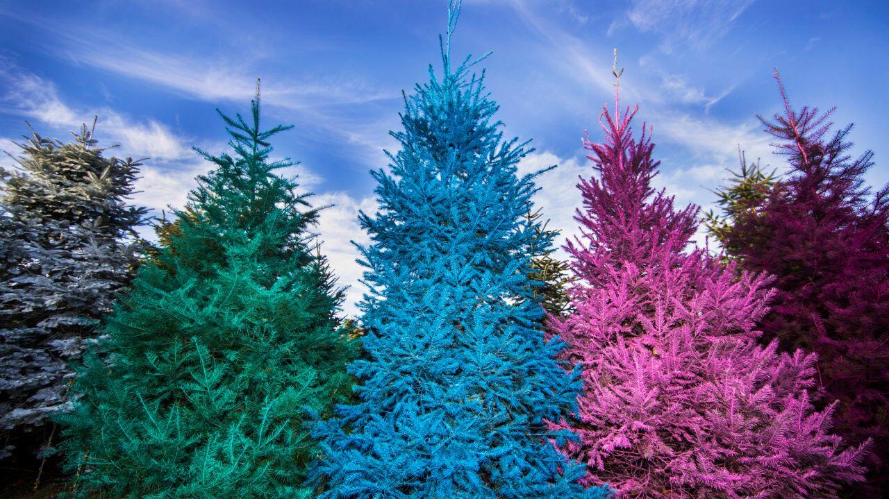 สีของต้นไม้ ส่งผลต่ออารมณ์ และจิตใจอย่างไร?
