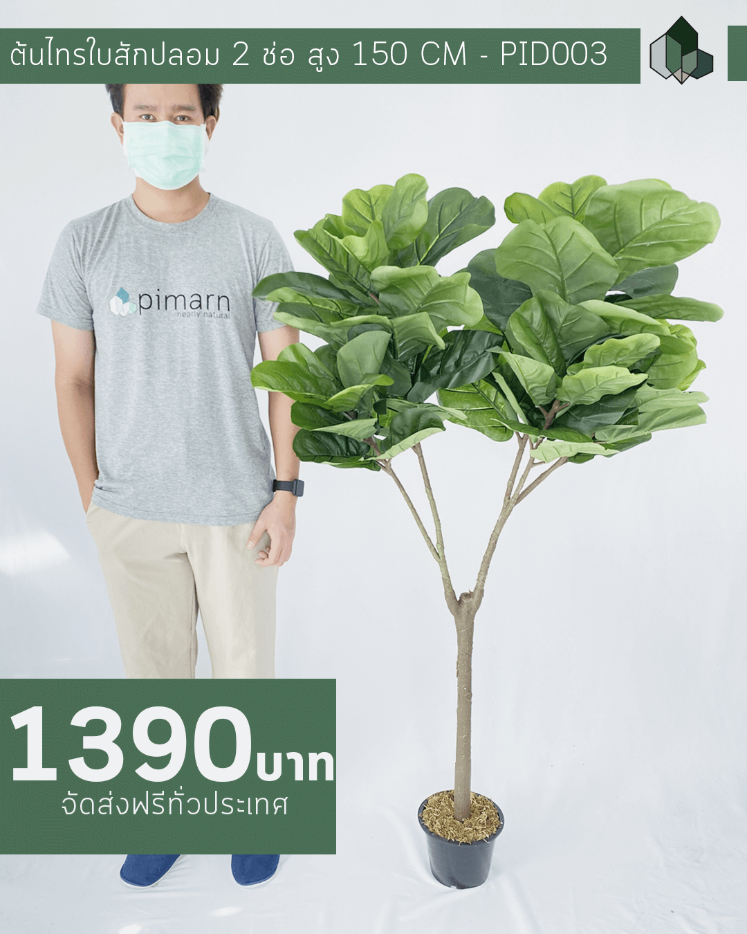 ต้นไทรใบสัก สูง 1.5 เมตร