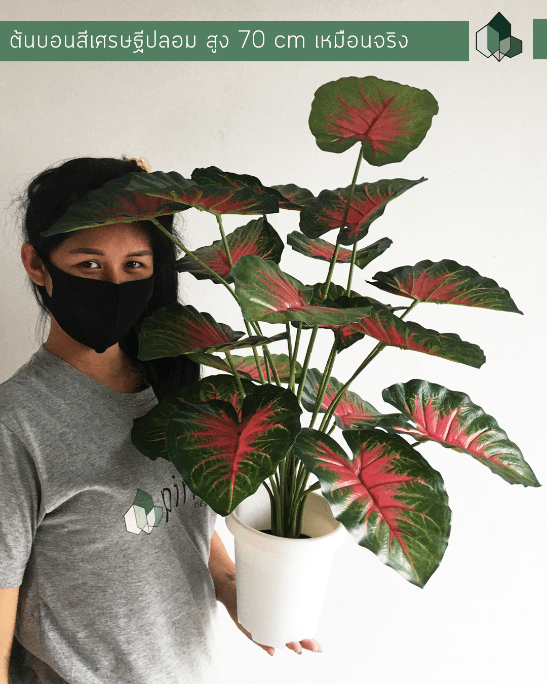 บอนสีเศรษฐีปลอม สูง 70 CM
