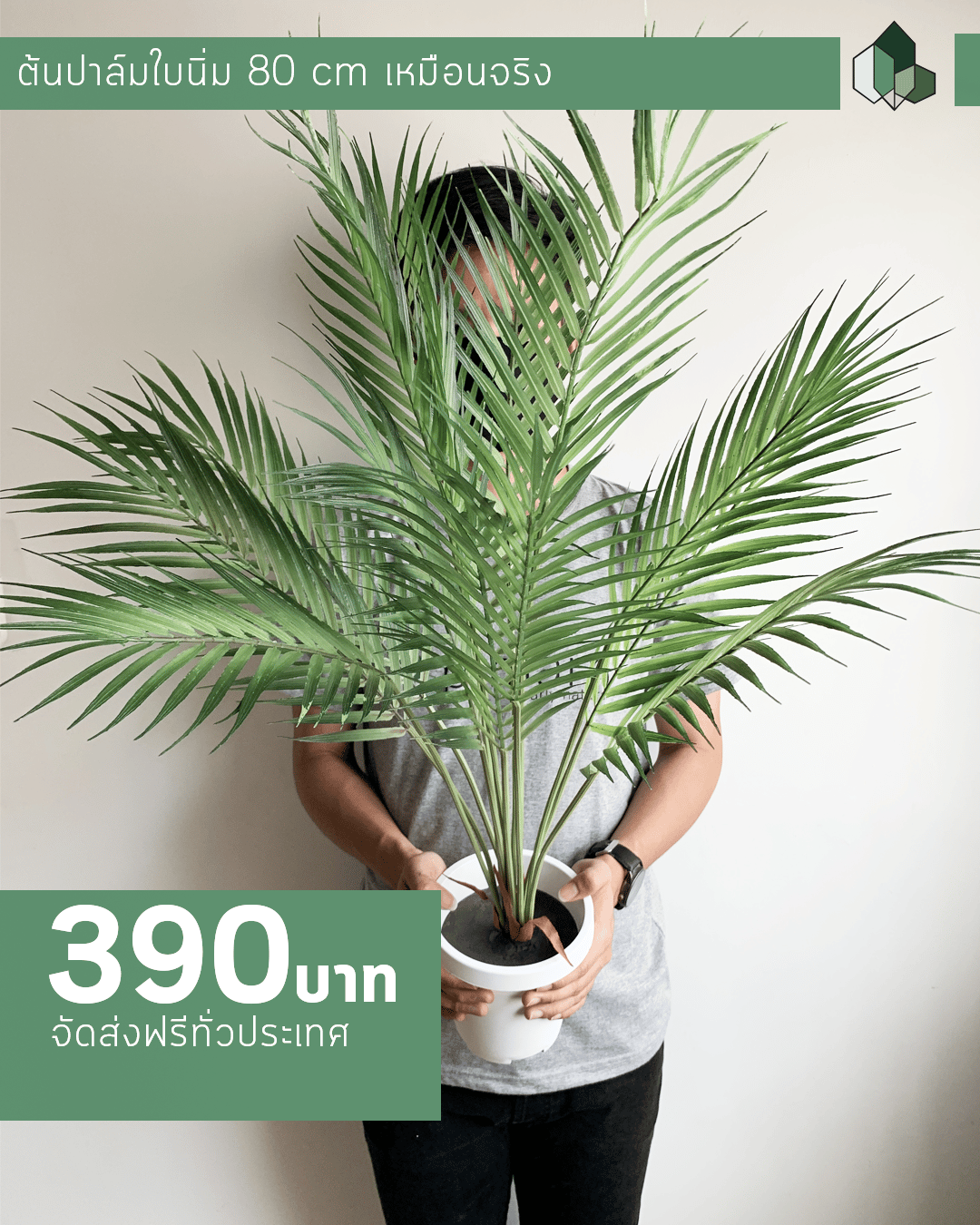 ต้นปาล์มใบนิ่ม 12 ก้าน สูง 80 CM