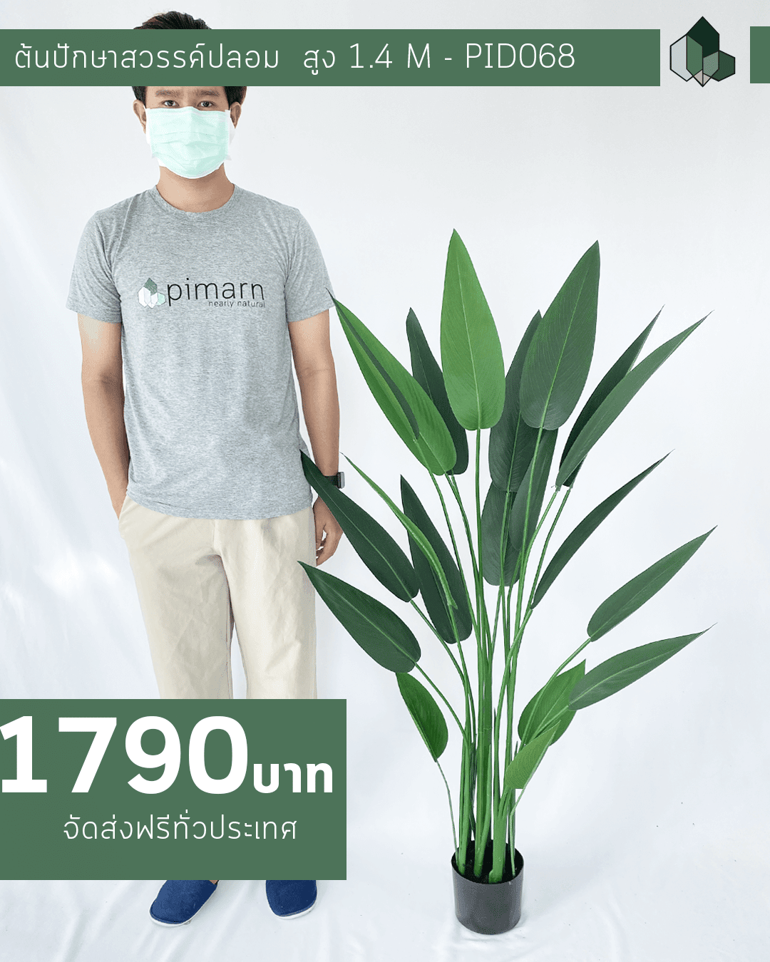 ต้นปักษาสวรรค์ สูง 1.4 เมตร