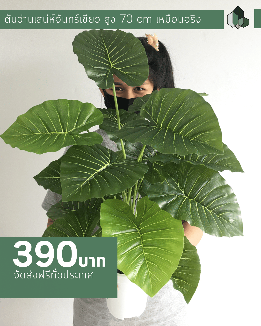 ว่านสเน่ห์จันทร์เขียวปลอม สูง 70 CM