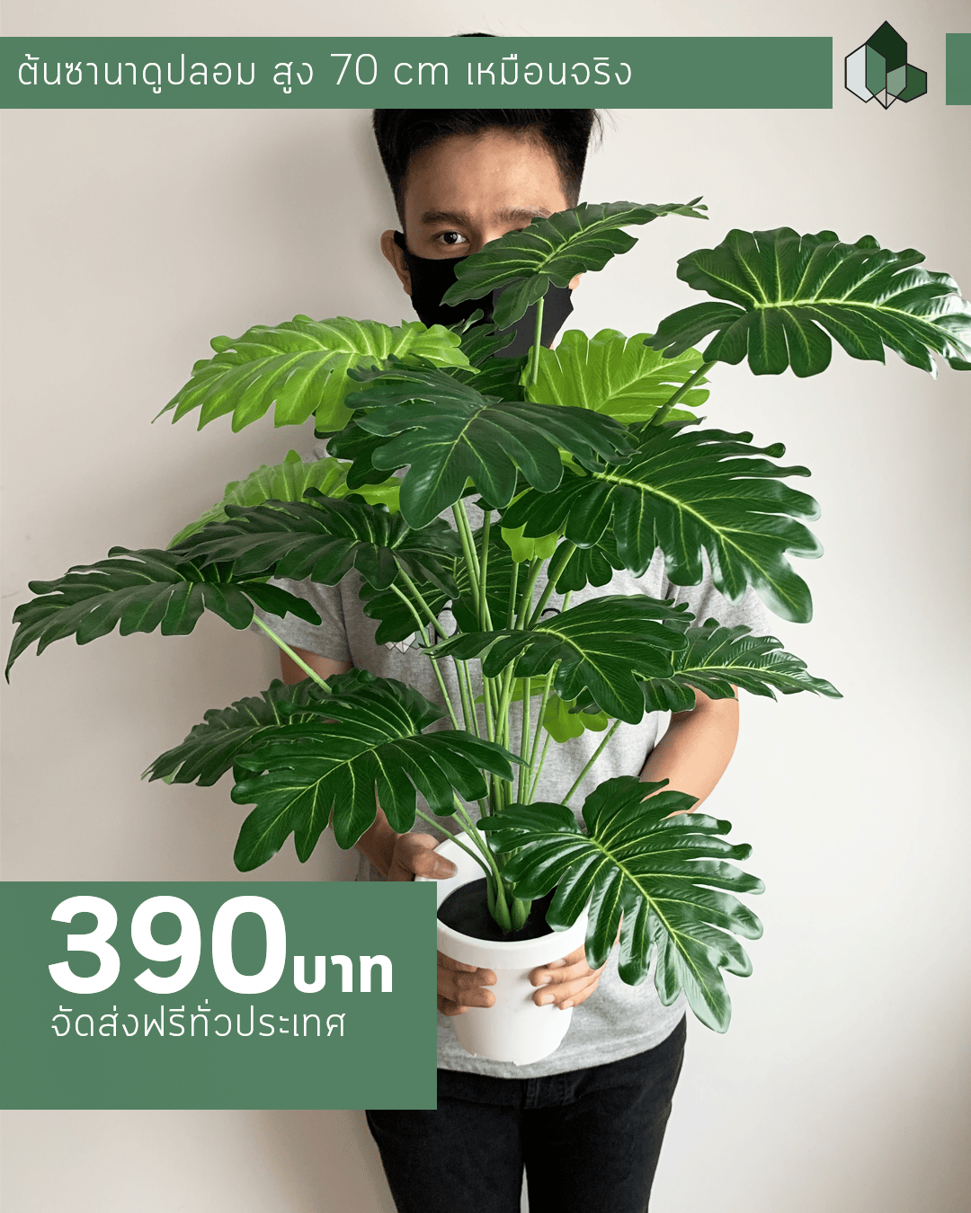 ต้นซานาดูปลอม สูง 70 CM