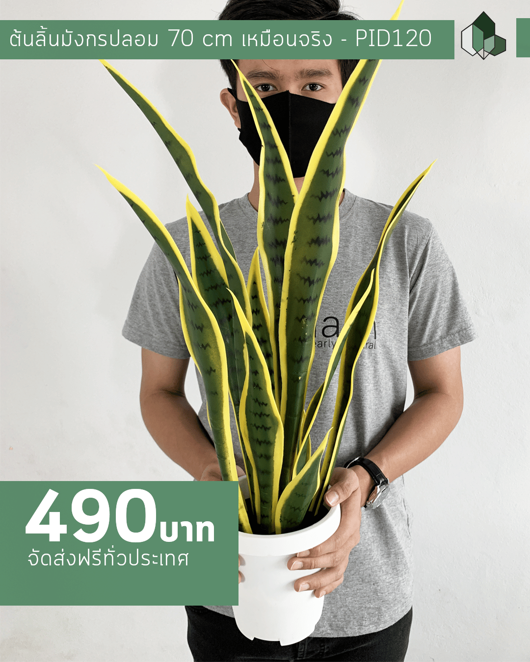 ต้นลิ้นมังกรปลอม สูง 70 CM