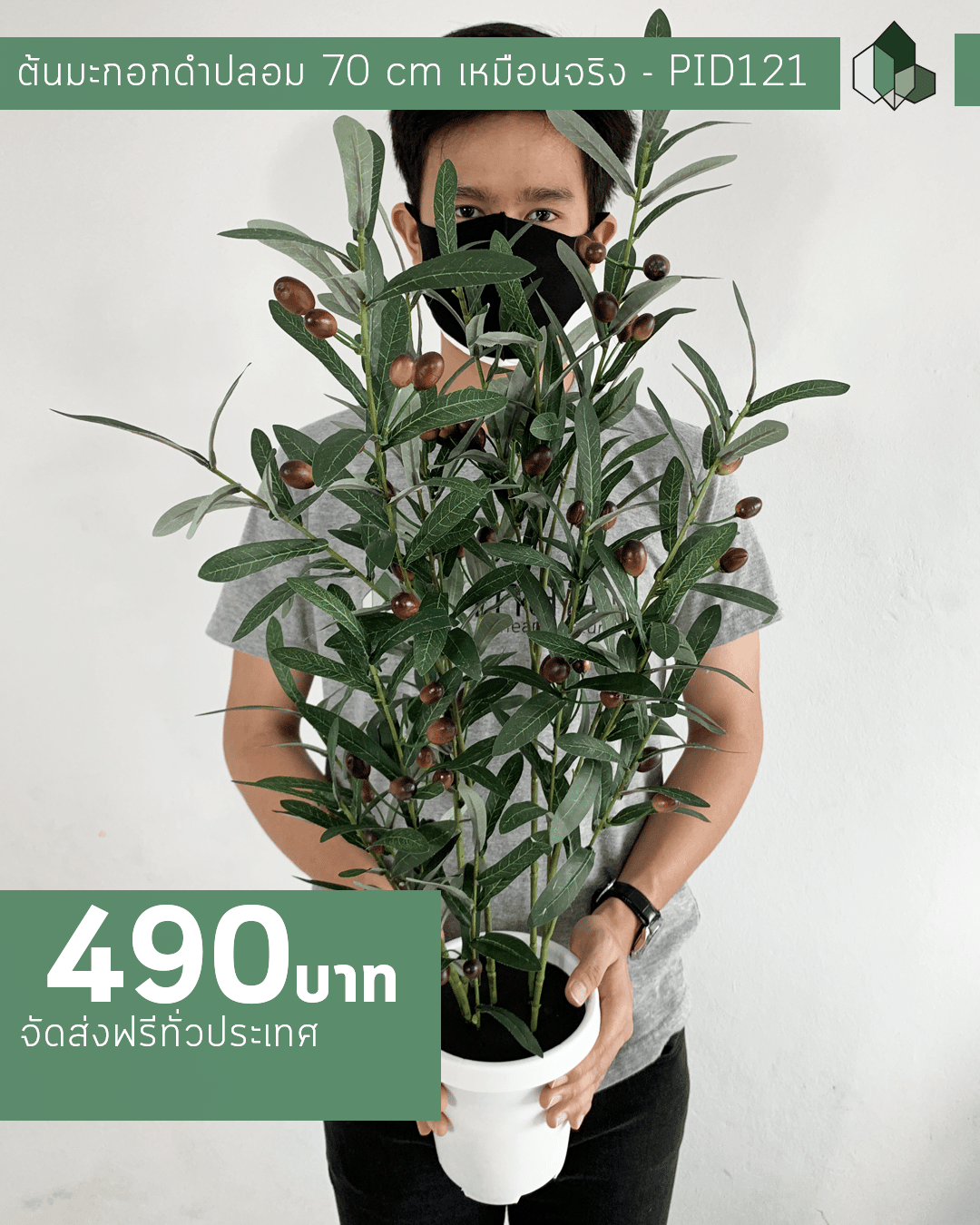 ต้นมะกอกดำปลอม ต้นโอลีฟปลอม สูง 70 CM