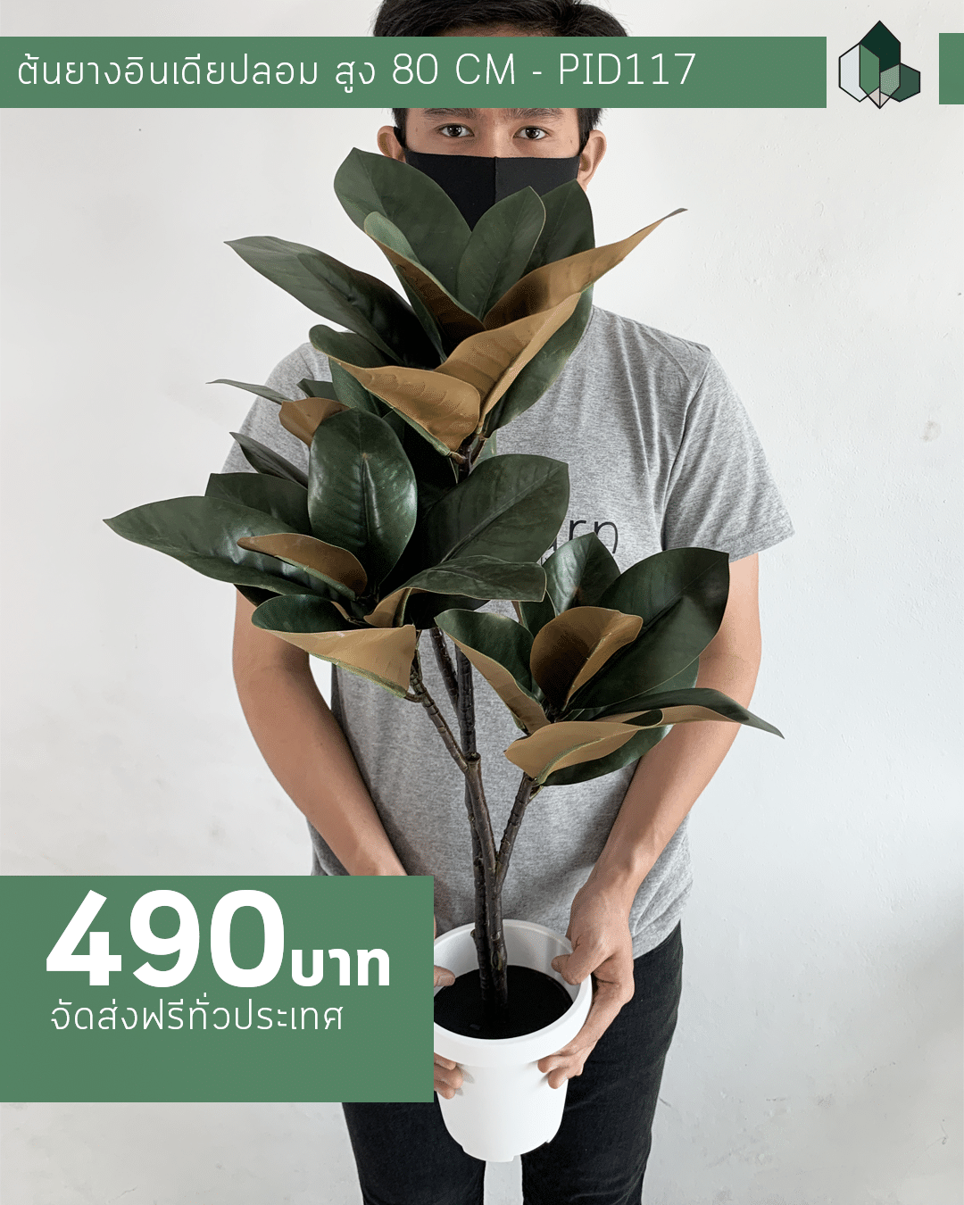 ต้นยางอินเดียปลอม สูง 80 CM