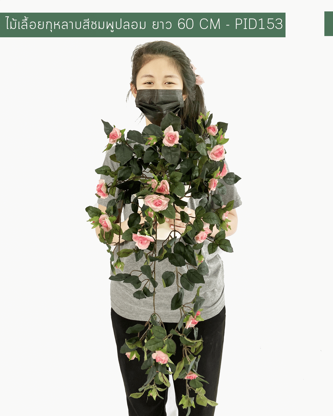 ไม้เลื้อยกุหลาบชมพู ยาว 60 cm