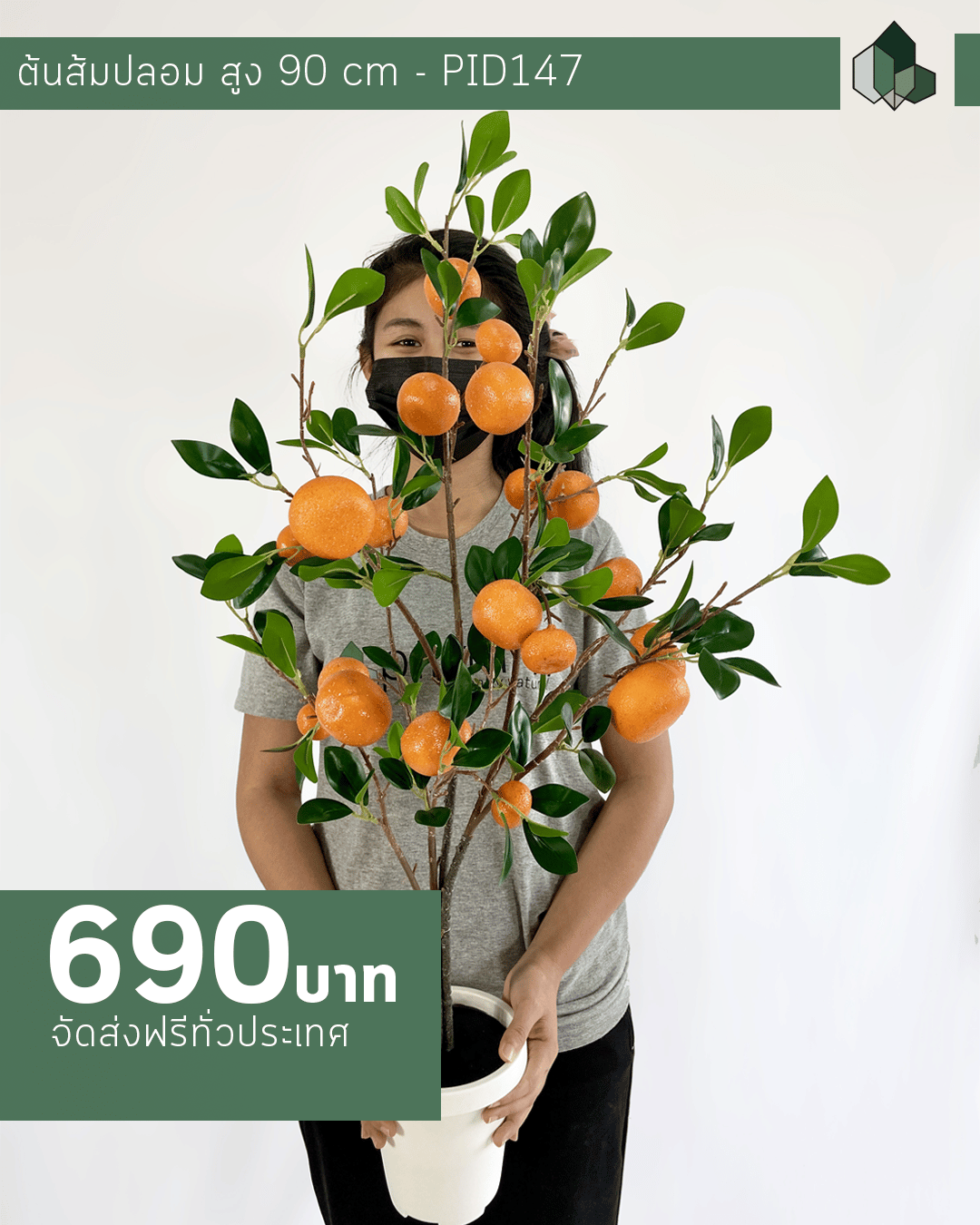 ต้นส้มปลอม สูง 90 CM