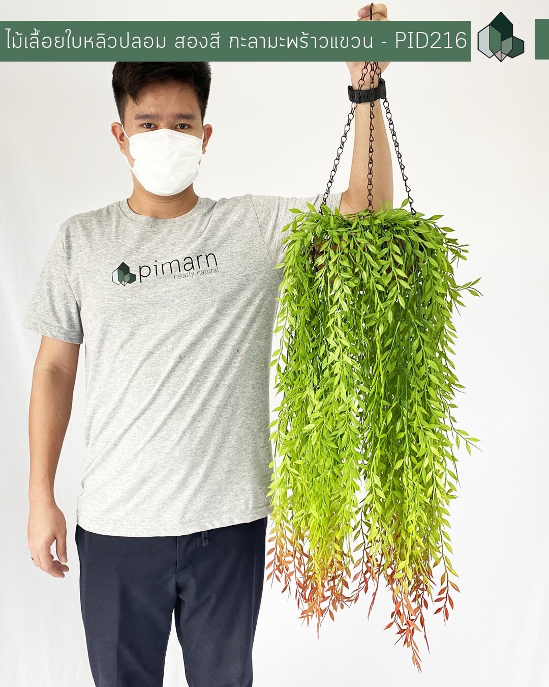 ไม้เลื้อยใบหลิวสองสีปลอม 70 CM แบบแขวนกระถางใยมะพร้าว