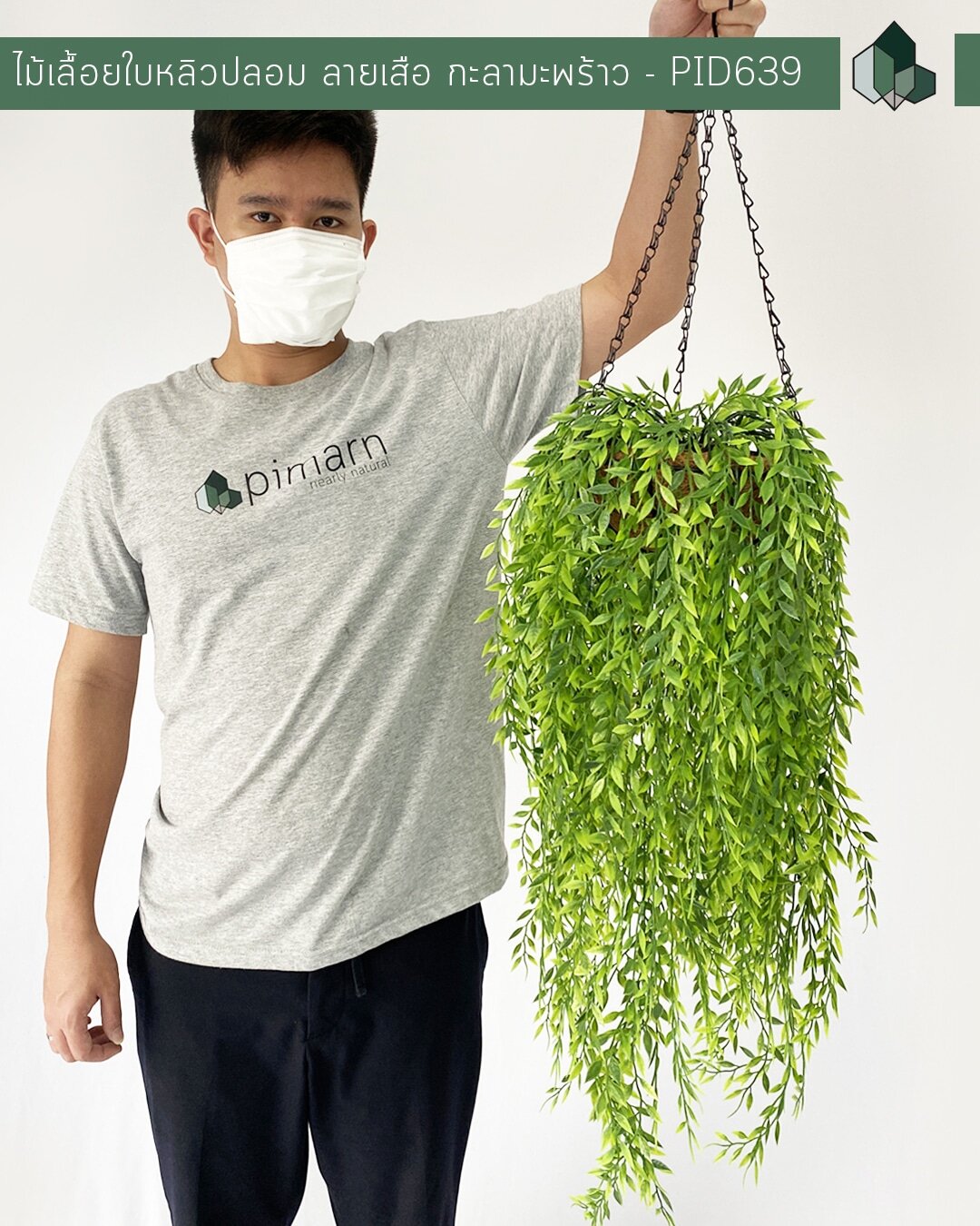 ไม้เลื้อยใบหลิวลายเสือปลอม 70 CM แบบแขวนกระถางใยมะพร้าว