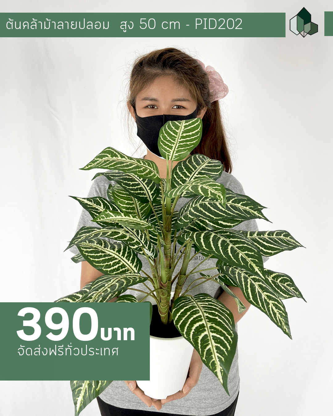 ต้นคล้าม้าลายปลอม สูง 50 CM
