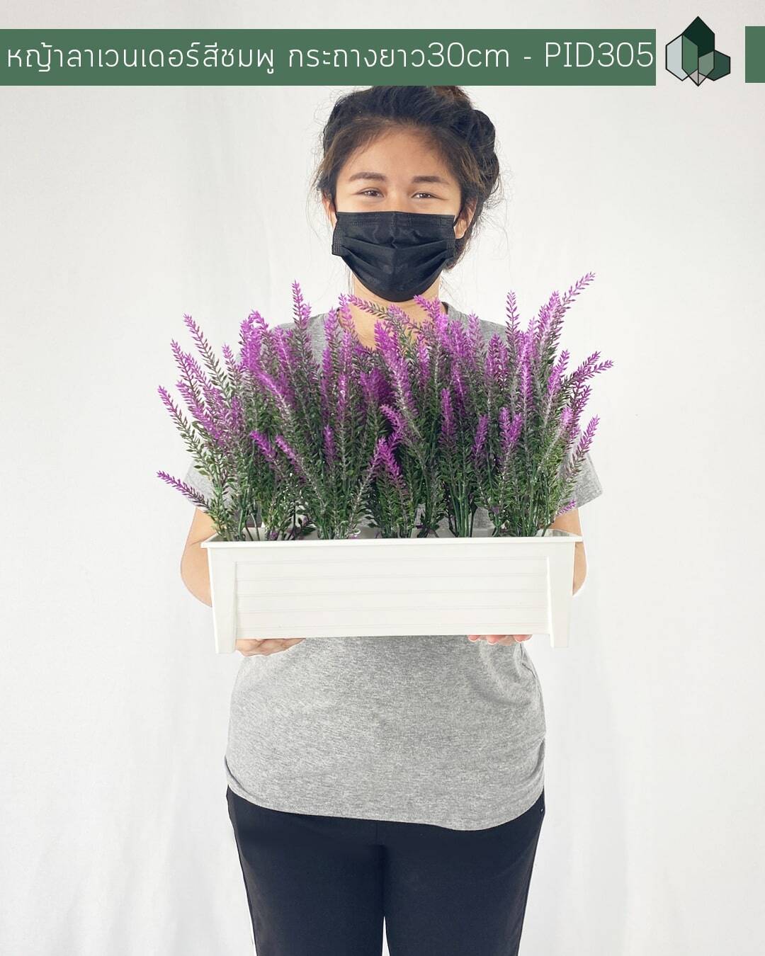 ต้นหญ้าลาเวนเดอร์ปลอม สีชมพู กระถางยาว 30 cm สูง 30 cm