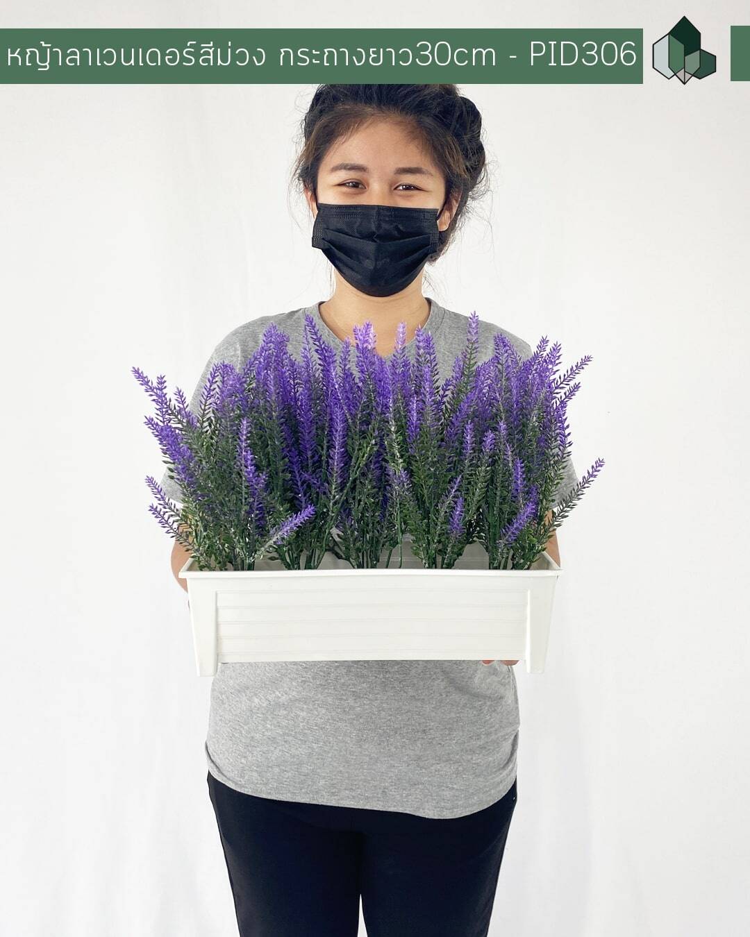 ต้นหญ้าลาเวนเดอร์ปลอม สีม่วง กระถางยาว 30 cm สูง 30 cm