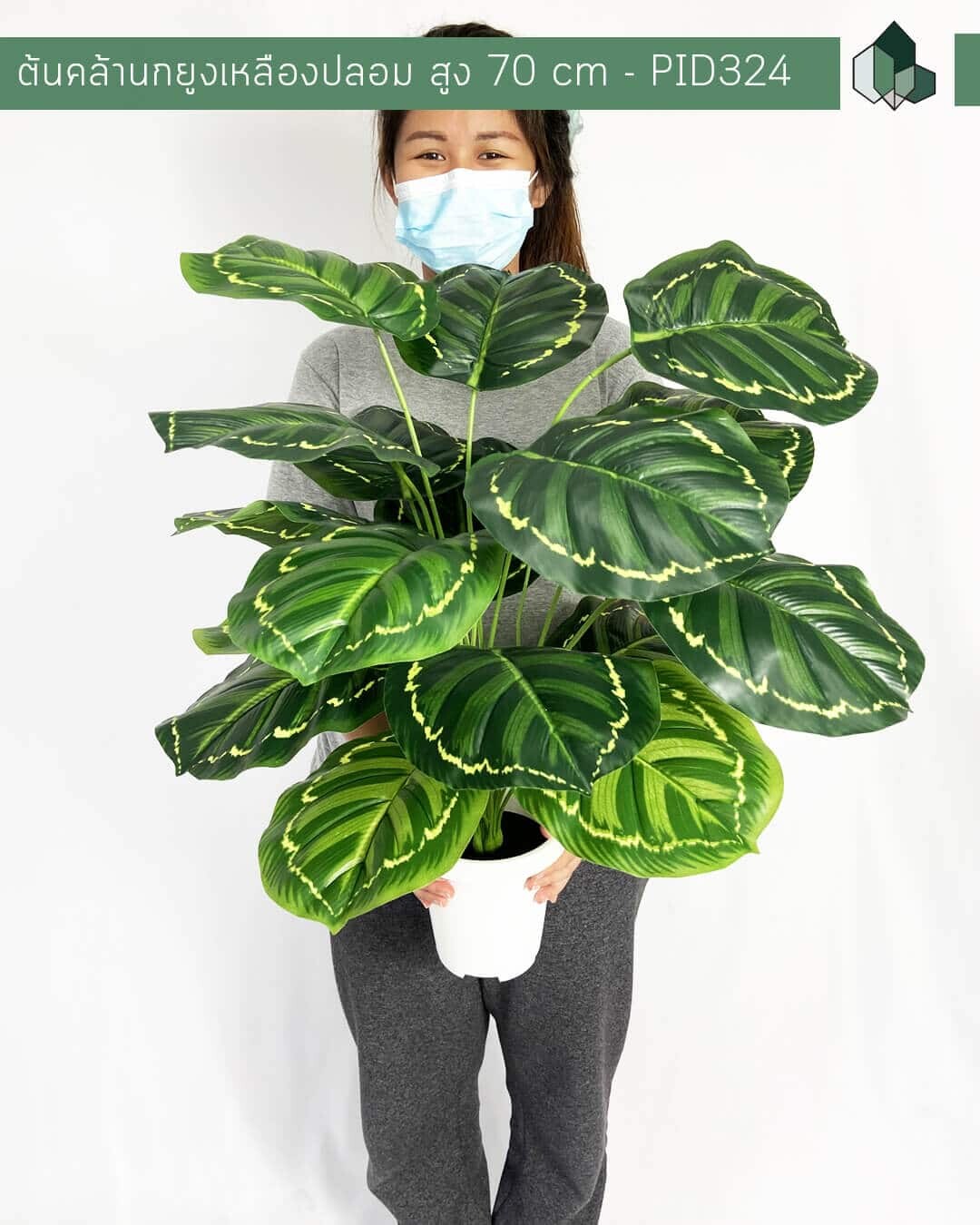 ต้นคล้านกยูงเหลืองปลอม  สูง 70 CM