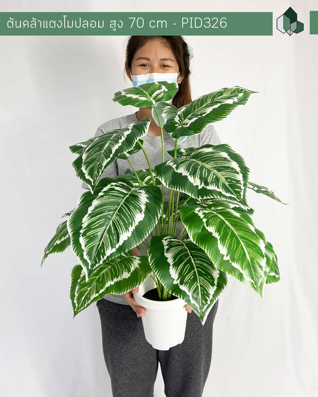 ต้นคล้าแตงโมปลอม  สูง 70 CM