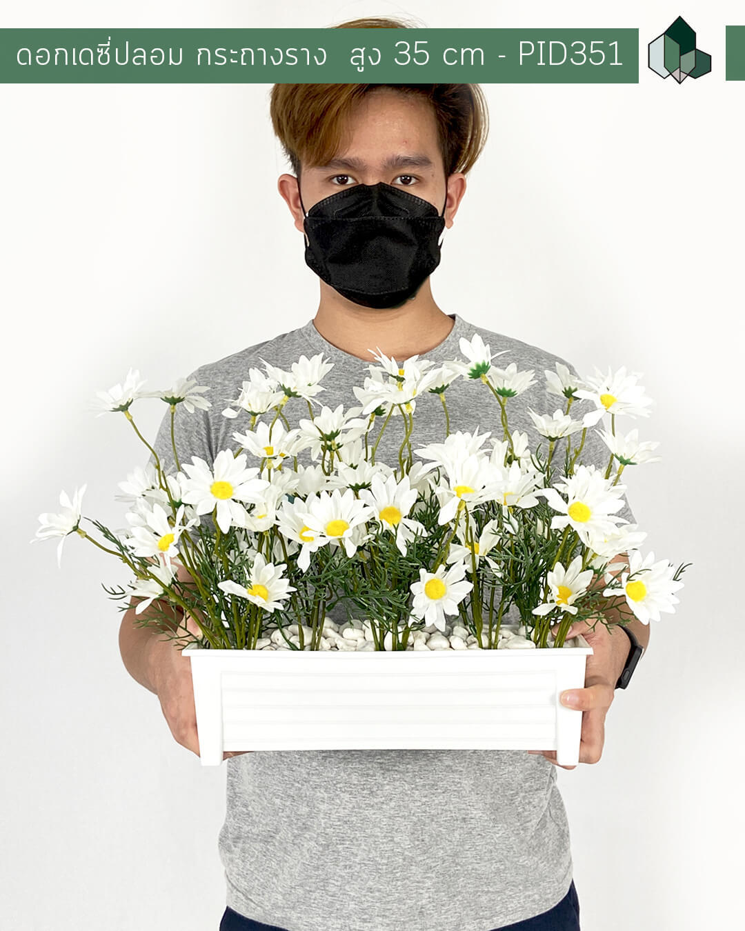 ต้นดอกเดซี่ปลอม สีขาว กระถางยาว 30 cm สูง 35 cm