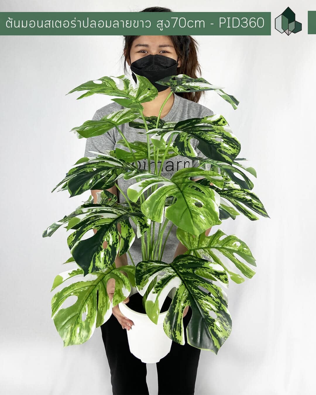 ต้นมอนสเตอร่าปลอม ลายขาว สูง 70 CM