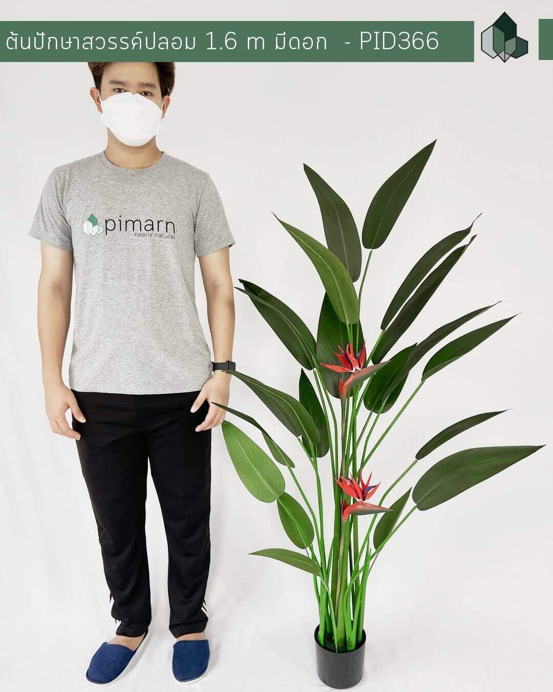 ต้นปักษาปลอม มีดอก สูง 1.6 เมตร
