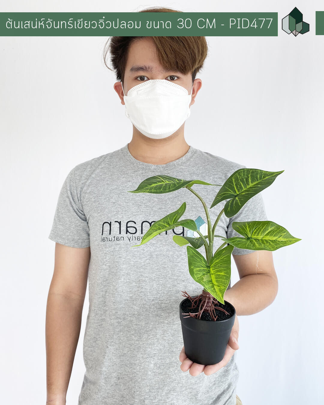 ต้นว่านเสน่ห์จันทร์เขียวจิ๋วปลอม สูง 30 CM กระถางสีดำ 3 นิ้ว