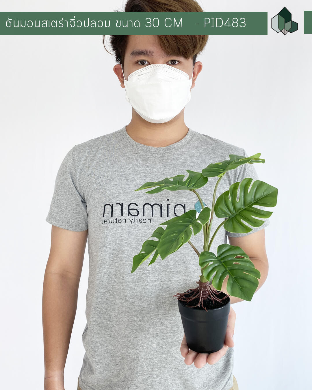 ต้นมอนสเตอร่าจิ๋วปลอม สูง 30 CM กระถางสีดำ 3 นิ้ว
