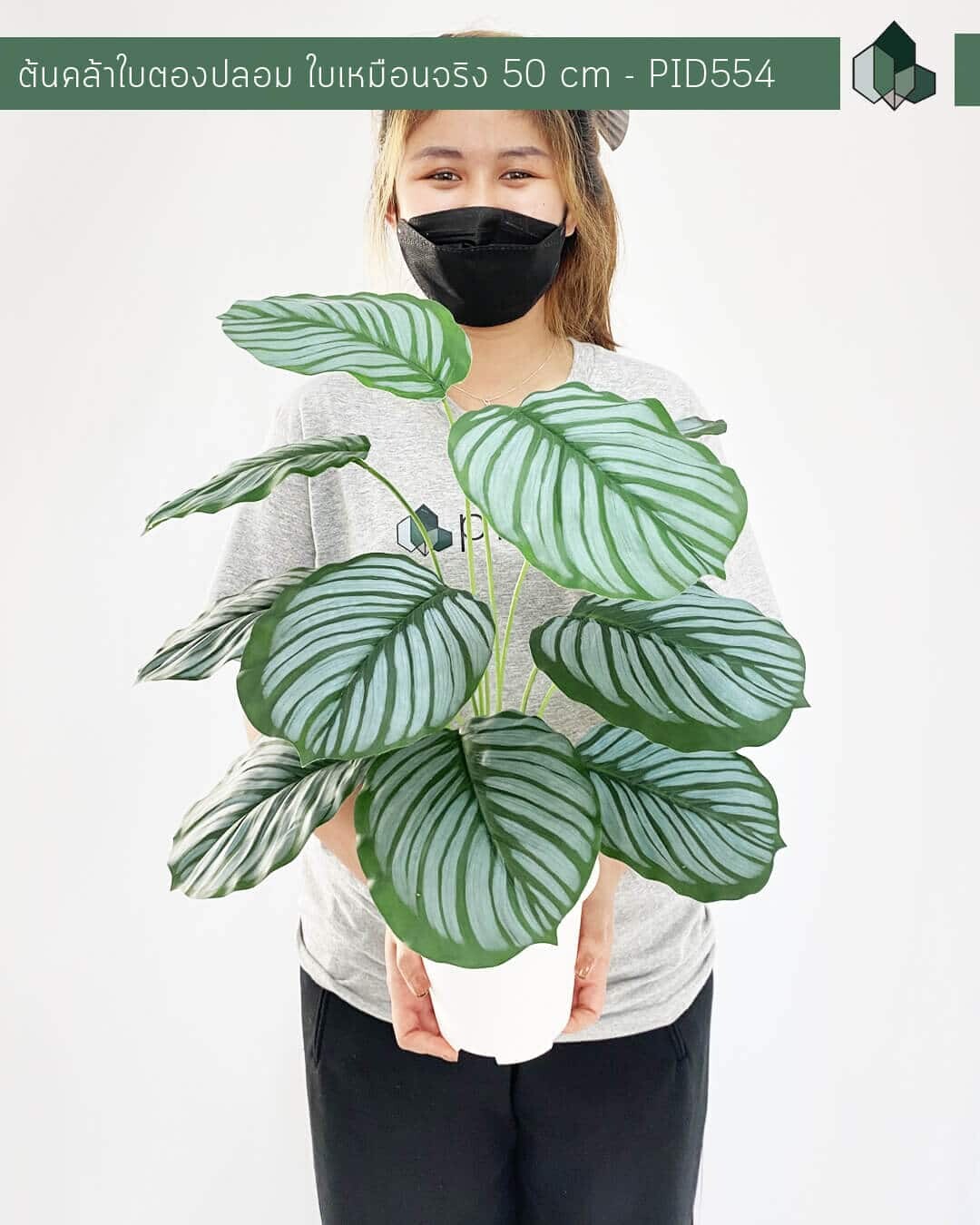 ต้นคล้าใบตองปลอม สูง 50 CM 12 ใบ งานเหมือนจริง