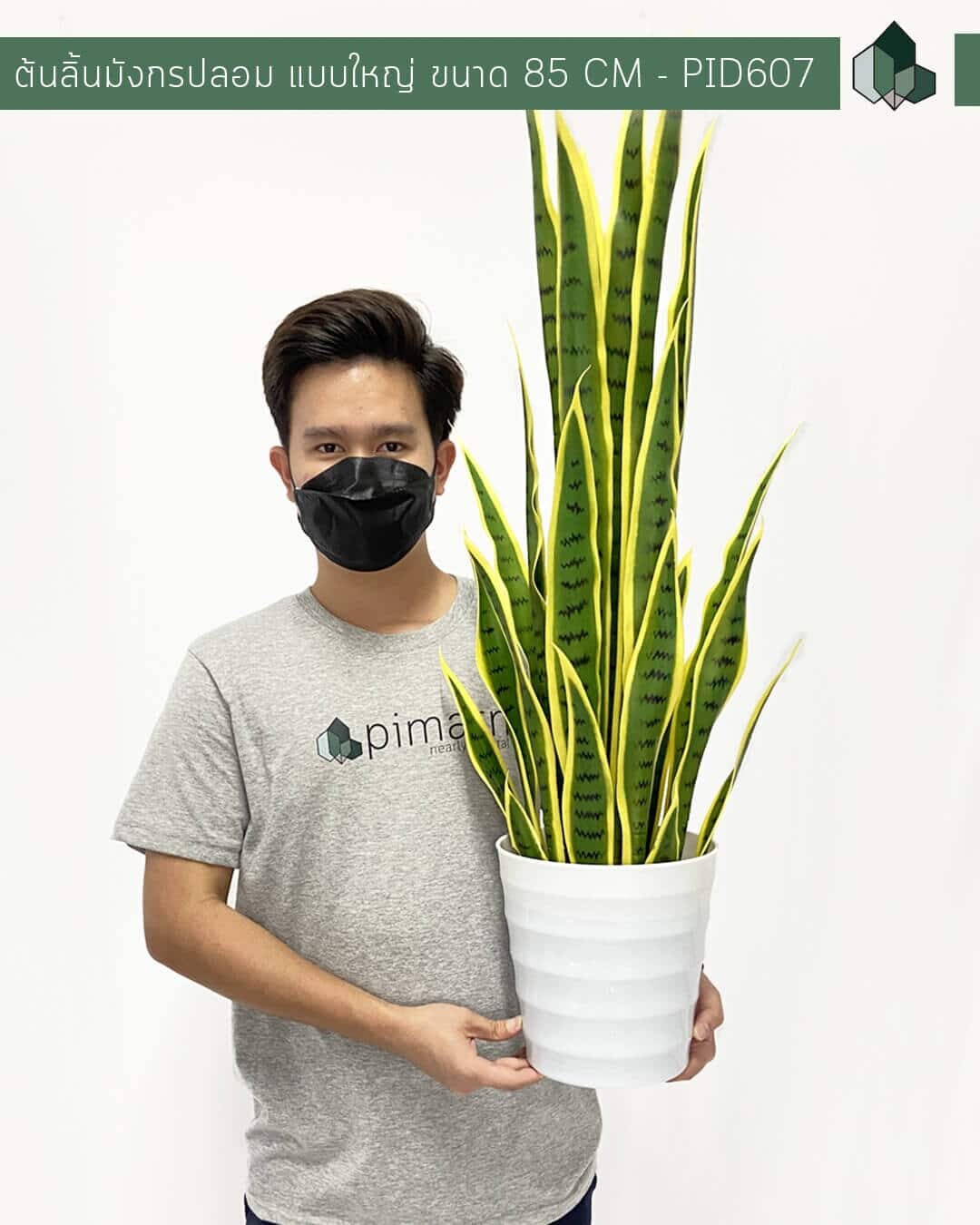 ต้นลิ้นมังกรปลอม แบบใหญ่ สูง 85  CM