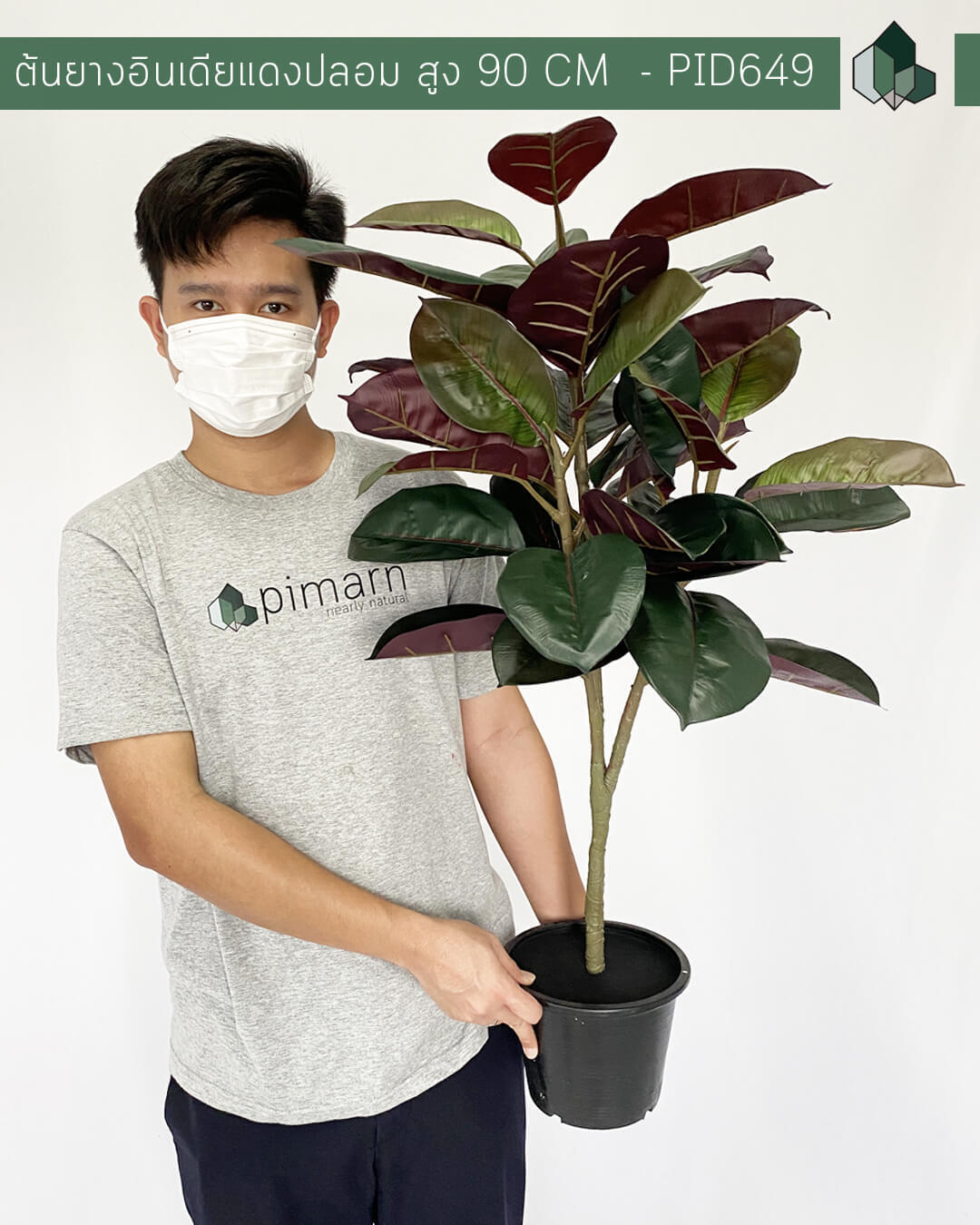 ต้นยางอินเดียแดงปลอม  สูง 90 CM