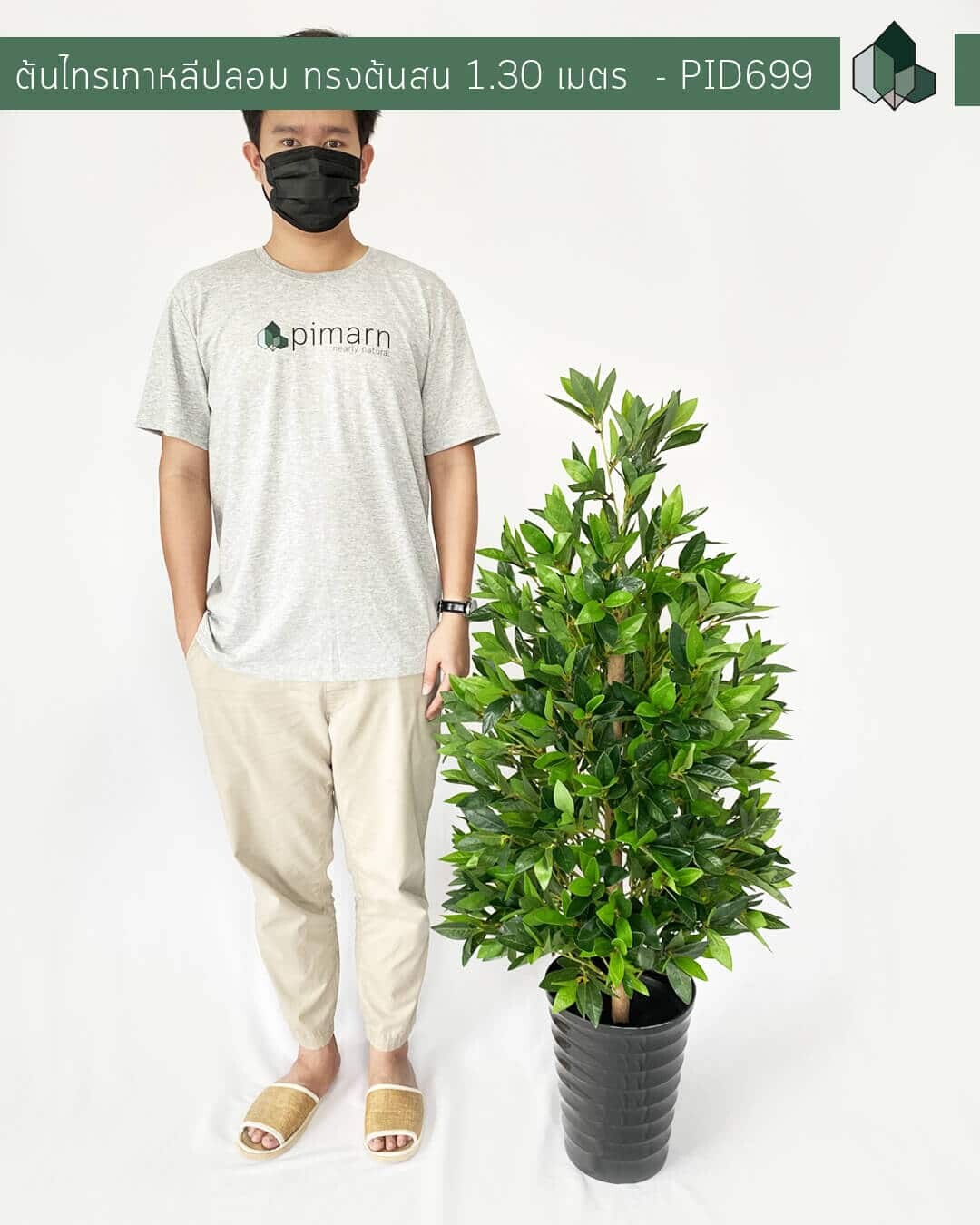 ต้นไทรเกาหลีปลอม ทรงต้นสน สูง 1.30 เมตร พร้อมกระถางสีดำ