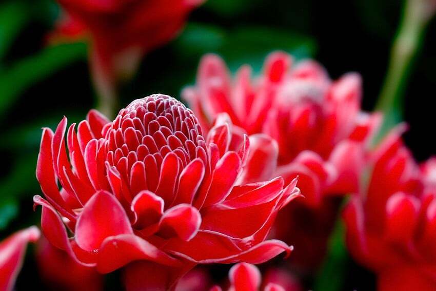 รวมดอกไม้มงคล "สีแดงแรงฤทธิ์" เรียกเงิน เรียกทอง เสริมดวงเสริมภารมี