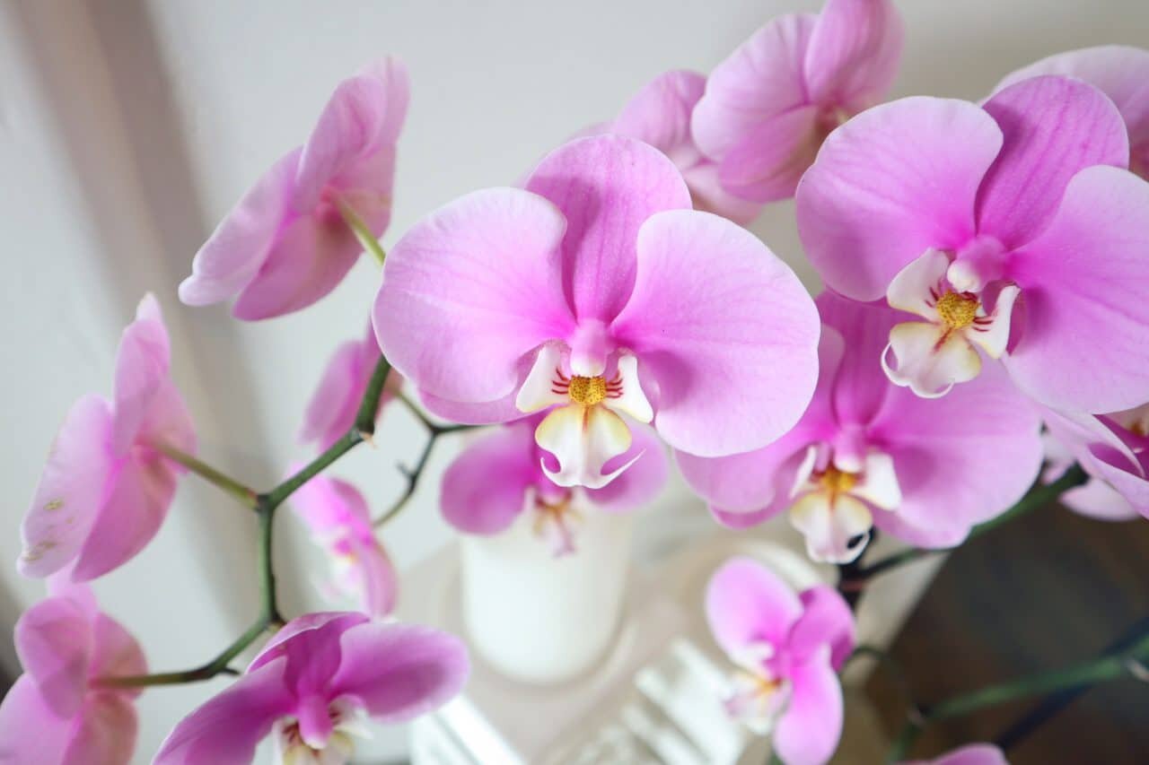 รวม"ดอกกล้วยไม้ปลอม"สวยสมจริง ตกแต่งบ้าน-คอนโดให้สวยหรูดูแพง