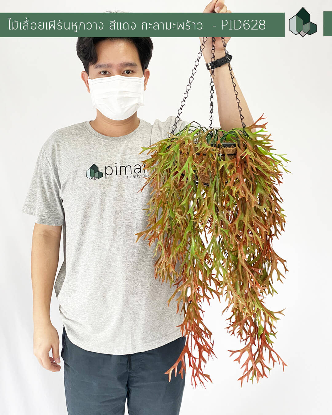 ไม้เลื้อยเฟิร์นหูกวางปลอม สีแดง 60 CM แบบแขวนกระถางใยมะพร้าว