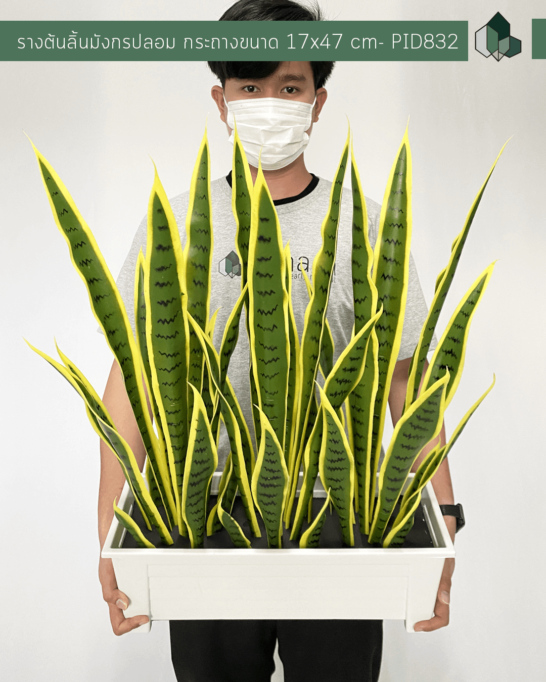 รางต้นลิ้นมังกรปลอม สูง 70 CM พร้อมกระถาง