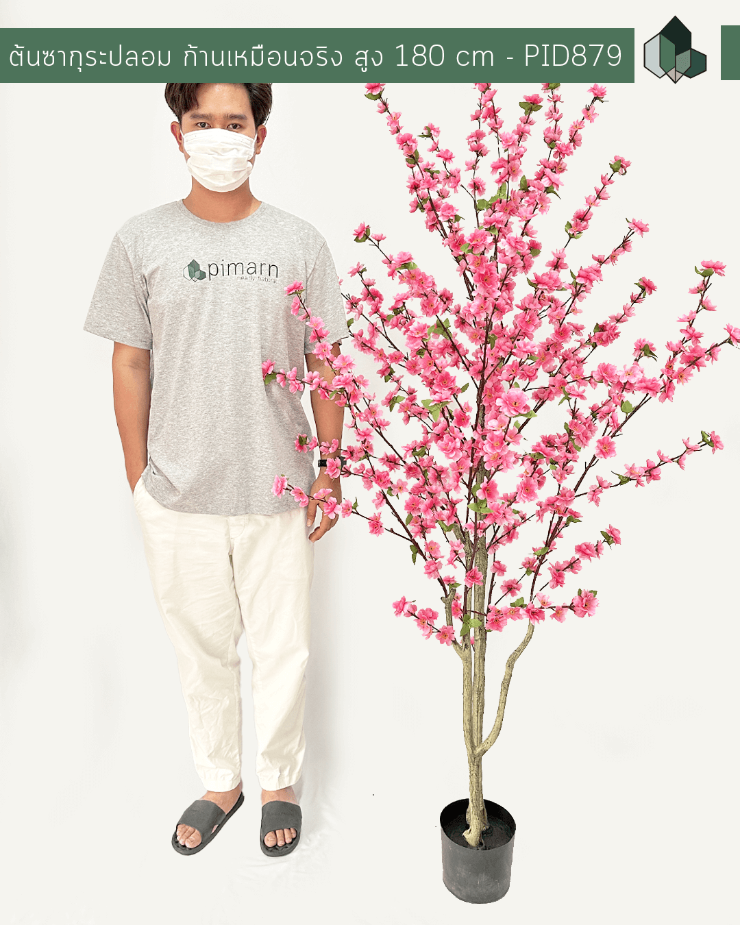 ต้นซากุระปลอม ก้านเหมือนจริง สูง 1.80 M