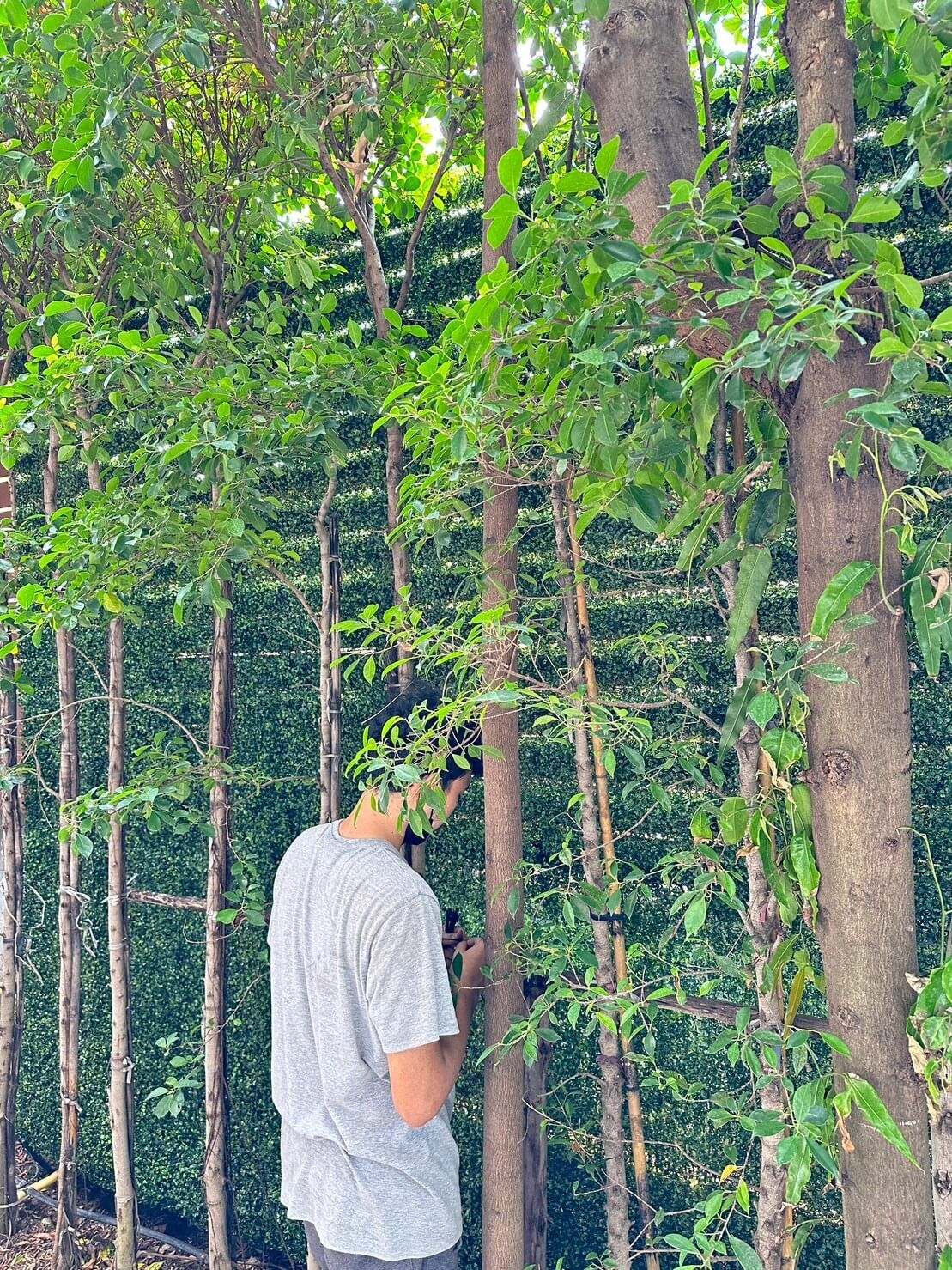งานตกแต่งผนังต้นไม้ปลอม