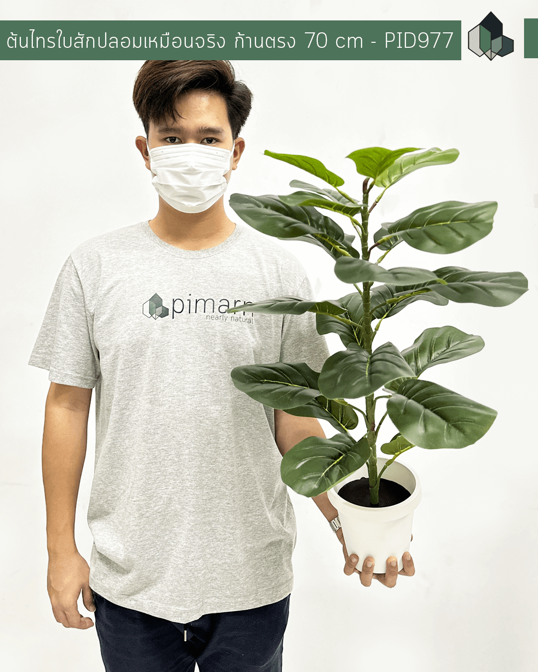 ต้นไทรใบสักปลอม ก้านตรง ใบเหมือนจริง สูง 70 CM