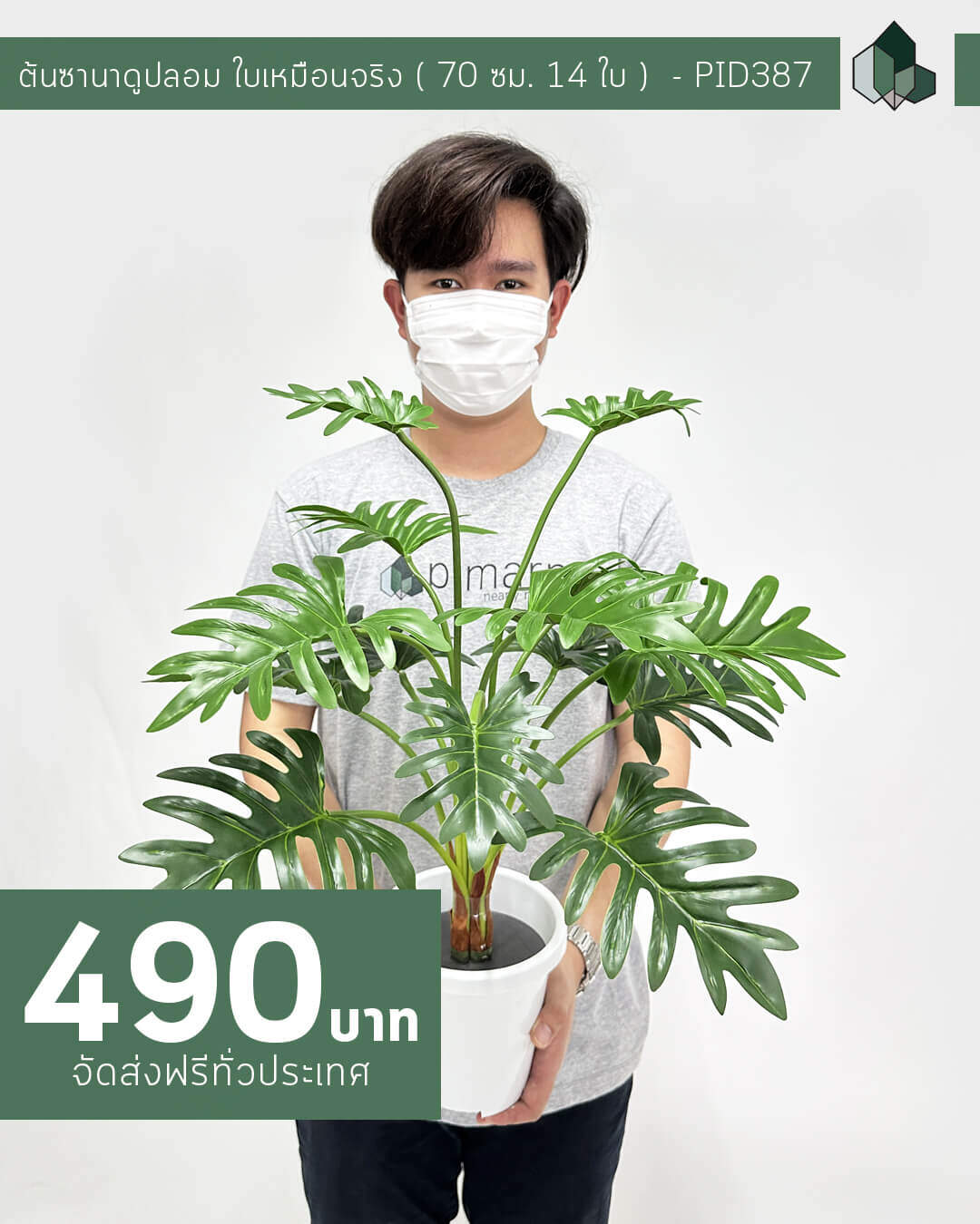 ต้นซานาดูปลอม ใบเหมือนจริง 70 ซม. 14 ใบ