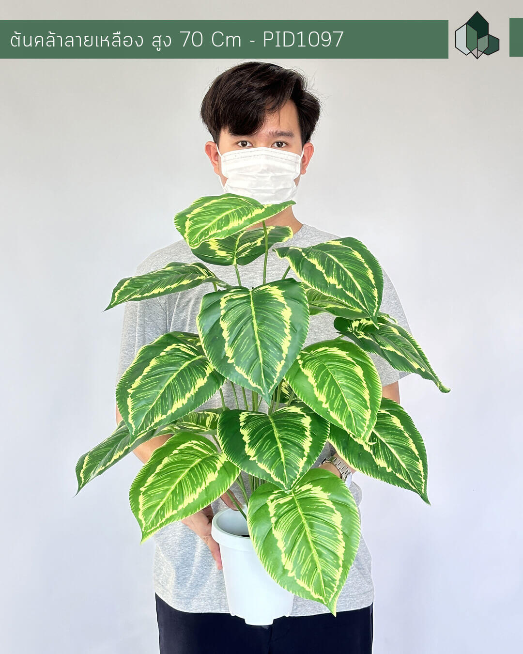 ต้นคล้าลายเหลืองปลอม สูง 70 Cm